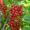 Ribes Rubrum 'Jonkheer Van Tets' (Rote Johannisbeere) -Angebote Pflanzen Store 12260 Ribes 20rubrum 20Jonkheer 20van 20Tets Rote 20Johannisbeere 1