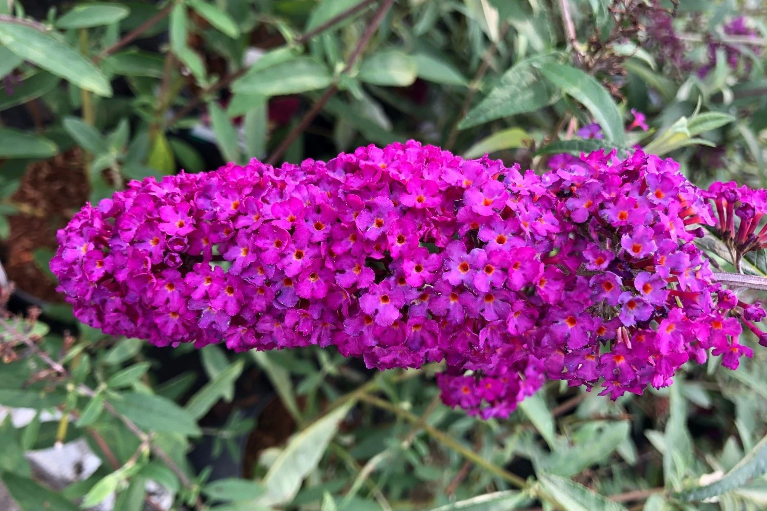 Buddleja Davidii 'Royal Red' (Sommerflieder) 3 Buddleja Davidii 'Royal Red' (Sommerflieder)
