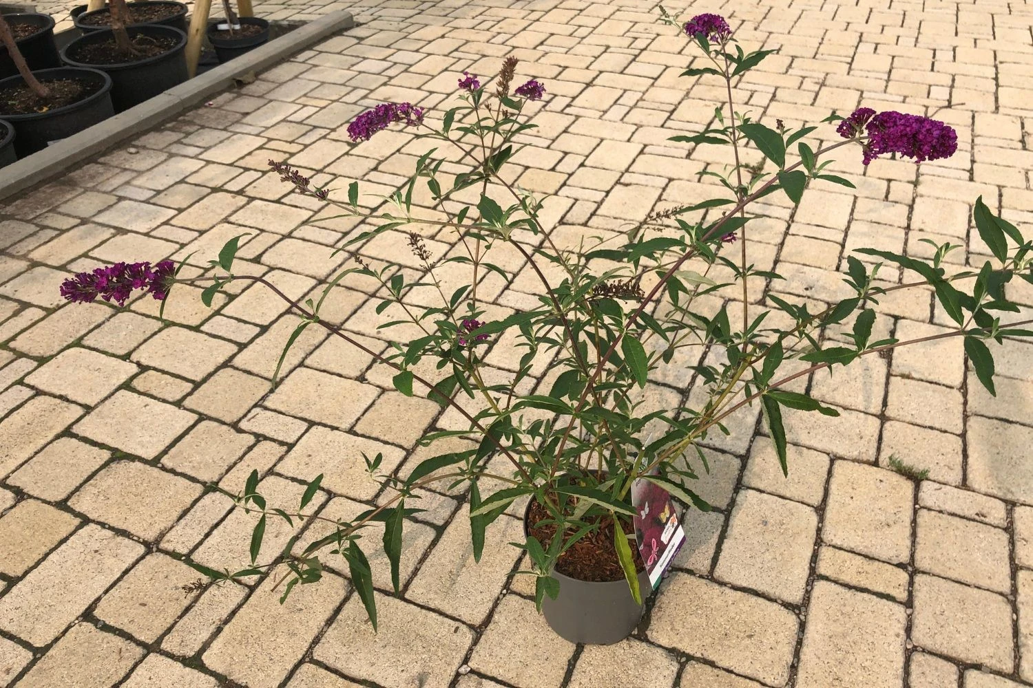 Buddleja Davidii 'Royal Red' (Sommerflieder) 4 Buddleja Davidii 'Royal Red' (Sommerflieder) – Bild 2