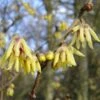 Chimonanthus Praecox (Winterblüte)