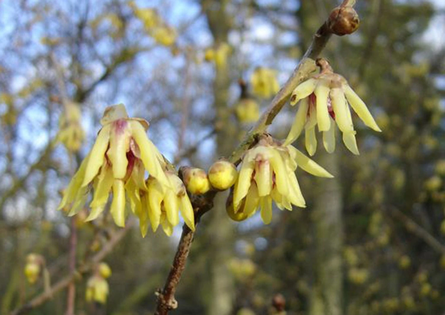 Chimonanthus Praecox (Winterblüte) 3 Chimonanthus Praecox (Winterblüte)