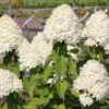 Hydrangea Paniculata 'Limelight' -S- (Rispenhortensie) -Angebote Pflanzen Store 16827 Hydrangea 20paniculata 20Limelight 20 S Rispenhortensie 1