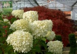Neue Veröffentlichungen -Angebote Pflanzen Store 16827 Hydrangea 20paniculata 20Limelight 20 S Rispenhortensie 2