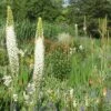 Eremurus Himalaicus (Himalaya-Steppenkerze)