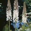 Eremurus Robustus (Riesen-Steppenkerze) -Angebote Pflanzen Store 1867 Eremurus 20robustus Riesen Steppenkerze 1 955edea8 cd04 4d91 88a8 6a303a52739f