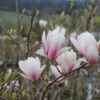 Magnolia Soulangeana (Tulpenmagnolie) -Angebote Pflanzen Store 19200 Magnolia 20soulangeana Tulpenmagnolie 1