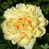 Paeonia Itoh-Hybride 'Bartzella' (Intersektionelle Pfingstrose) -Angebote Pflanzen Store 2000002 Paeonia 20Itoh Hybride 20Bartzella Intersektionelle 20Pfingstrose 1 cc89e7f5 d686 466d a63a d28934443a97
