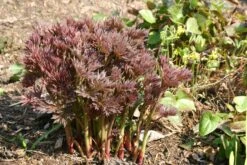 Paeonia Itoh-Hybride 'Bartzella' (Intersektionelle Pfingstrose) -Angebote Pflanzen Store 2000002 Paeonia 20Itoh Hybride 20Bartzella Intersektionelle 20Pfingstrose 6 8e3682ed d89a 417c 9b13 2e8374a9778f