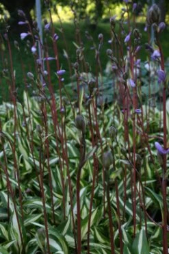 Hosta 'Cherry Berry' (Funkie | Herzblattlilie) -Angebote Pflanzen Store 2000265 Hosta 20Cherry 20Berry Funkie 20 20Herzblattlilie 3 b56ef04f 7eff 4fc9 b378 3b1ccb0f9f19