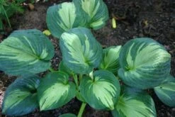 Angebote Pflanzen Store -Angebote Pflanzen Store 2000273 Hosta 20Great 20Expectations Funkie 20 20Herzblattlilie 2
