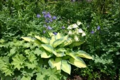 Hosta 'June' (Funkie | Herzblattlilie) -Angebote Pflanzen Store 2000279 Hosta 20June Funkie 20 20Herzblattlilie 2