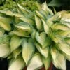Hosta 'June' (Funkie | Herzblattlilie) -Angebote Pflanzen Store 2000279 Hosta 20June 20 Funkie 20 20Herzblattlilie 1