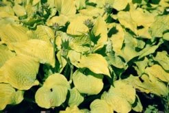 Angebote Pflanzen Store -Angebote Pflanzen Store 2000288 Hosta 20Sum 20and 20Substance Funkie 20 20Herzblatt Lilie 2