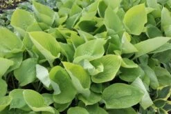 Hosta 'Sum And Substance' (Funkie | Herzblatt-Lilie) -Angebote Pflanzen Store 2000288 Hosta 20Sum 20and 20Substance Funkie 20 20Herzblatt Lilie 3