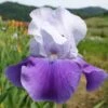 Iris Barbata-Elatior 'Helen Von Zeppelin' (Hohe Bartschwertlilie) -Angebote Pflanzen Store 2000510 Iris 20Barbata Elatior 20Helen 20von 20Zeppelin Hohe 20Bartschwertlilie 1 00570dfd 3587 4a71 bb33 1bb6a177a7b9
