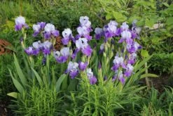 Neue Veröffentlichungen -Angebote Pflanzen Store 2000510 Iris 20Barbata Elatior 20Helen 20von 20Zeppelin Hohe 20Bartschwertlilie 2 9987dbe4 3e9e 472e 98ad 0bfbe79fddb5