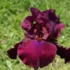 Iris Barbata-Elatior 'Merlot' (Hohe Bartschwertlilie) -Angebote Pflanzen Store 2000531 Iris 20Barbata Elatior 20Merlot Hohe 20Bartschwertlilie 1 66084907 bddf 4ef2 ae23 b39204970e5e