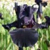 Iris Barbata-Elatior 'Old Black Magic' (Hohe Bartschwertlilie) -Angebote Pflanzen Store 2000540 Iris 20Barbata Elatior 20Old 20Black 20Magic Hohe 20Bartschwertlilie 1 802d4fd8 1735 496f 8437 3c3103df92d1