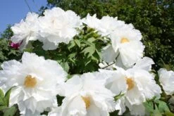 Paeonia Suffruticosa 'Renkaku' (Strauchpfingstrose 'Kranichschar') -Angebote Pflanzen Store 2000648 Paeonia 20suffruticosa 20Renkaku Strauchpfingstrose 20Kranichschar 3 57c839b5 7b26 4ea9 8b3d 2fba05bb32ee