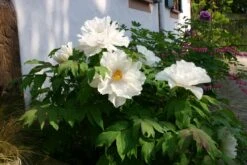 Paeonia Suffruticosa 'Renkaku' (Strauchpfingstrose 'Kranichschar') -Angebote Pflanzen Store 2000648 Paeonia 20suffruticosa 20Renkaku Strauchpfingstrose 20Kranichschar 4 8f2e5d26 05ac 45da 9c6f 29f123fc6e00