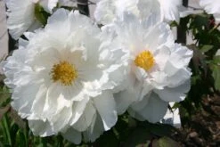 Paeonia Suffruticosa 'Renkaku' (Strauchpfingstrose 'Kranichschar') -Angebote Pflanzen Store 2000648 Paeonia 20suffruticosa 20Renkaku Strauchpfingstrose 20Kranichschar 7 87257ca3 1855 4184 885d 60cc6a7d088e