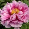Paeonia Suffruticosa 'Shimanofuji' (Strauchpfingstrose 'Insel Glyzinie') -Angebote Pflanzen Store 2000656 Paeonia 20suffruticosa 20Shimanofuji Strauchpfingstrose 20Insel 20Glyzinie 1 bf5e8917 94de 4a27 bf6d b4a8fa16d502