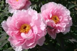 Paeonia Suffruticosa 'Yachiyo Tsubaki' (Strauchpfingstrose 'Unvergängliche Kamelie') 12 Paeonia Suffruticosa 'Yachiyo Tsubaki' (Strauchpfingstrose 'Unvergängliche Kamelie') -Angebote Pflanzen Store 2000666 Paeonia 20suffruticosa 20Yachiyo 20Tsubaki Strauchpfingstrose 20Unvergaengliche 20Kamelie 4