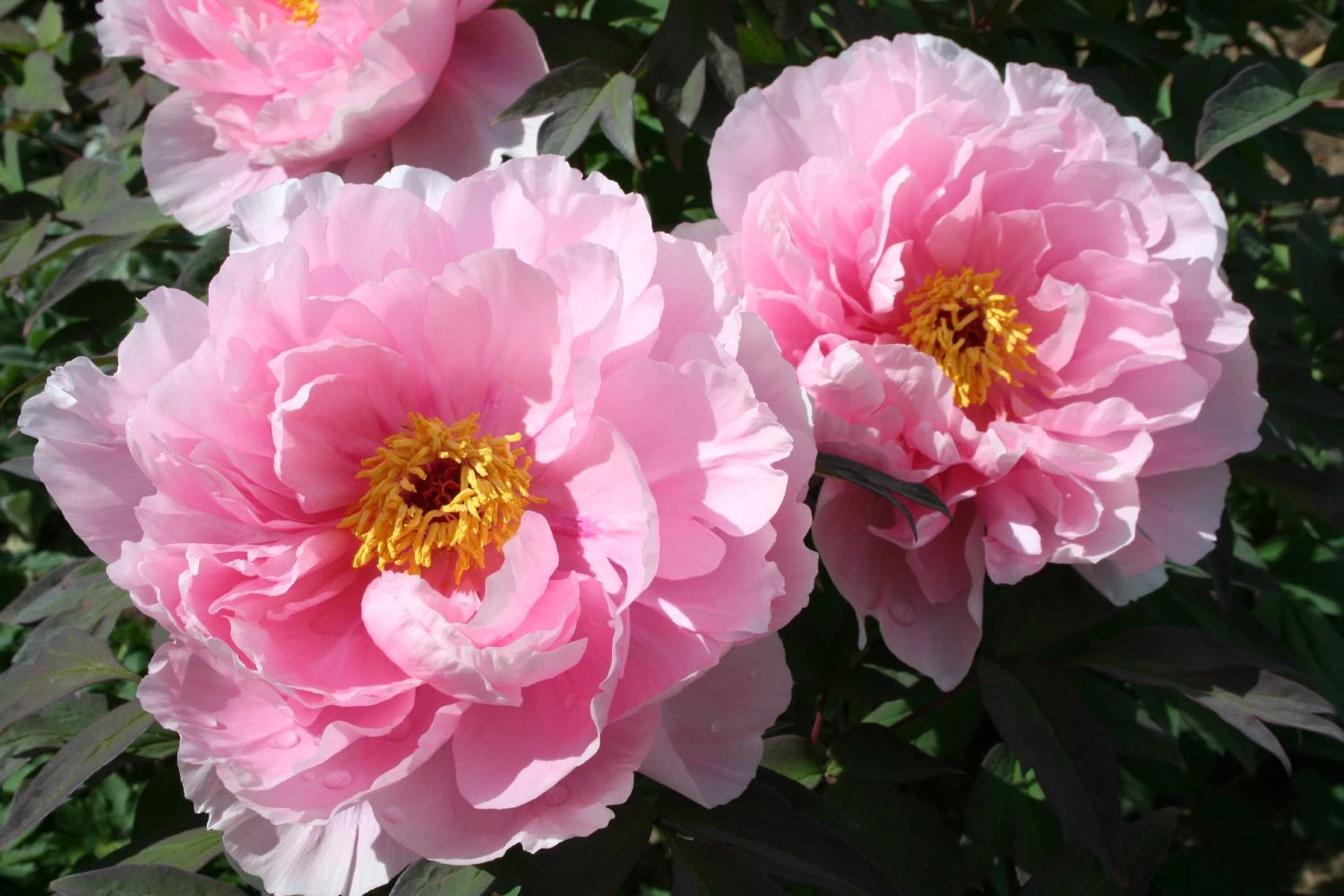 Paeonia Suffruticosa 'Yachiyo Tsubaki' (Strauchpfingstrose 'Unvergängliche Kamelie') 6 Paeonia Suffruticosa 'Yachiyo Tsubaki' (Strauchpfingstrose 'Unvergängliche Kamelie') – Bild 4