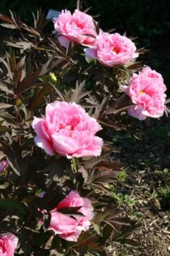 Paeonia Suffruticosa 'Yachiyo Tsubaki' (Strauchpfingstrose 'Unvergängliche Kamelie') 15 Paeonia Suffruticosa 'Yachiyo Tsubaki' (Strauchpfingstrose 'Unvergängliche Kamelie') -Angebote Pflanzen Store 2000666 Paeonia 20suffruticosa 20Yachiyo 20Tsubaki Strauchpfingstrose 20Unvergaengliche 20Kamelie 7