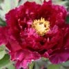 Paeonia Suffruticosa 'Kouka-Mon' (Strauchpfingstrose 'Tor Von Kouka') -Angebote Pflanzen Store 2000700 Paeonia 20suffruticosa 20Kouka Mon Strauchpfingstrose 20Tor 20von 20Kouka 1