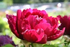 Paeonia Suffruticosa 'Kouka-Mon' (Strauchpfingstrose 'Tor Von Kouka') -Angebote Pflanzen Store 2000700 Paeonia 20suffruticosa 20Kouka Mon Strauchpfingstrose 20Tor 20von 20Kouka 3
