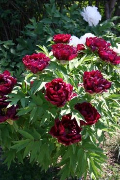 Paeonia Suffruticosa 'Kouka-Mon' (Strauchpfingstrose 'Tor Von Kouka') -Angebote Pflanzen Store 2000700 Paeonia 20suffruticosa 20Kouka Mon Strauchpfingstrose 20Tor 20von 20Kouka 4