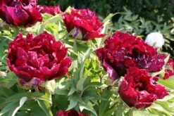 Paeonia Suffruticosa 'Kouka-Mon' (Strauchpfingstrose 'Tor Von Kouka') -Angebote Pflanzen Store 2000700 Paeonia 20suffruticosa 20Kouka Mon Strauchpfingstrose 20Tor 20von 20Kouka 5