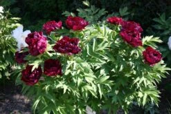 Paeonia Suffruticosa 'Kouka-Mon' (Strauchpfingstrose 'Tor Von Kouka') -Angebote Pflanzen Store 2000700 Paeonia 20suffruticosa 20Kouka Mon Strauchpfingstrose 20Tor 20von 20Kouka 6