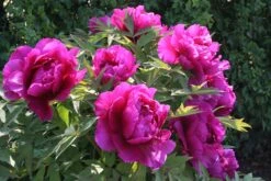 Paeonia Suffruticosa 'Shima Daijin' (Strauchpfingstrose 'Neuer Blumenminister') -Angebote Pflanzen Store 2000723 Paeonia 20suffruticosa 20Shima 20Daijin Strauchpfingstrose 20Neuer 20Blumenminister 6