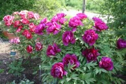Paeonia Suffruticosa 'Shima Daijin' (Strauchpfingstrose 'Neuer Blumenminister') -Angebote Pflanzen Store 2000723 Paeonia 20suffruticosa 20Shima 20Daijin Strauchpfingstrose 20Neuer 20Blumenminister 7