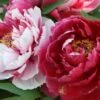 Paeonia Suffruticosa 'Shima Nishiki' (Strauchpfingstrose 'Inselbrokat') -Angebote Pflanzen Store 2000724 Paeonia 20suffruticosa 20Shima 20Nishiki Strauchpfingstrose 20Inselbrokat 1 d9b6a3f5 5ba0 442e ad45 326b3ab79831