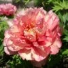 Paeonia Itoh-Hybride 'Hillary' (Intersektionelle Pfingstrose) -Angebote Pflanzen Store 2000736 Paeonia 20Itoh Hybride 20Hillary Intersektionelle 20Pfingstrose 1