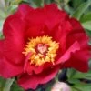 Paeonia Itoh-Hybride 'Scarlet Heaven' (Intersektionelle Pfingstrose) -Angebote Pflanzen Store 2000744 Paeonia 20Itoh Hybride 20Scarlet 20Heaven Intersektionelle 20Pfingstrose 1