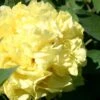 Paeonia Itoh-Hybride 'Yellow Crown' (Intersektionelle Pfingstrose) -Angebote Pflanzen Store 2000745 Paeonia 20Itoh Hybride 20Yellow 20Crown Intersektionelle 20Pfingstrose 1