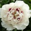 Paeonia Rockii 'Gui Fu Ren' (Strauchpfingstrose 'Edelfrau') -Angebote Pflanzen Store 2000751 Paeonia 20rockii 20Gui 20Fu 20Ren Strauchpfingstrose 20Edelfrau 1 1a48086e 7cb3 4750 9d6d 78fb4deb98ed