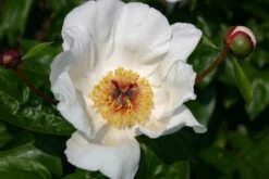Paeonia Lactiflora 'Garden Peace' (Staudenpfingstrose)
