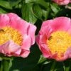 Paeonia Lactiflora 'Gedenken' (Staudenpfingstrose) -Angebote Pflanzen Store 2000916 Paeonia 20lactiflora 20Gedenken Staudenpfingstrose 1 458755ba 4fa0 4c77 9cc2 83ca05f2600f