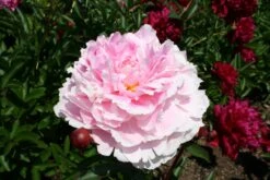 Paeonia Lactiflora 'Germaine Bigot' (Staudenpfingstrose)