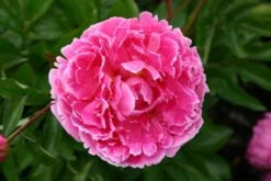 Paeonia Lactiflora 'Gräfin Von Zeppelin' (Staudenpfingstrose)