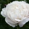 Paeonia Lactiflora 'Kelway's Glorious' (Staudenpfingstrose)