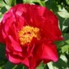 Paeonia Lactiflora 'Postillion' (Staudenpfingstrose) -Angebote Pflanzen Store 2000947 Paeonia 20lactiflora 20Postillion Staudenpfingstrose 1 3402ee99 cad0 485e a70f d120b5bd3e9f