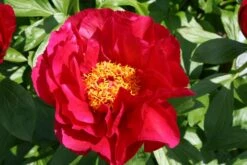 Paeonia Lactiflora 'Postillion' (Staudenpfingstrose)