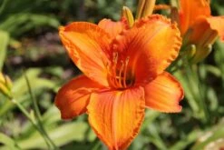 Leuchtfeuer (Farbpower Für Den Garten) -Angebote Pflanzen Store 2001000 Leuchtfeuer Farbpower 20fuer 20den 20Garten 12