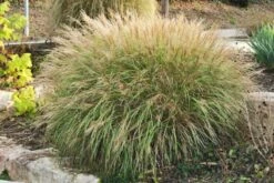 Leuchtfeuer (Farbpower Für Den Garten) -Angebote Pflanzen Store 2001000 Leuchtfeuer Farbpower 20fuer 20den 20Garten 15